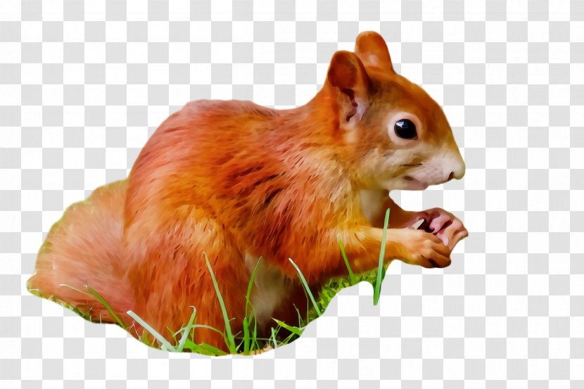 Squirrel Eurasian Red Chipmunk Eastern Snout - Fawn Fox Transparent PNG