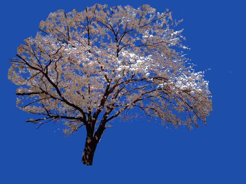 Flower Tree Lilium Cherry Blossom - Spring - Fleur-de-lys Transparent PNG