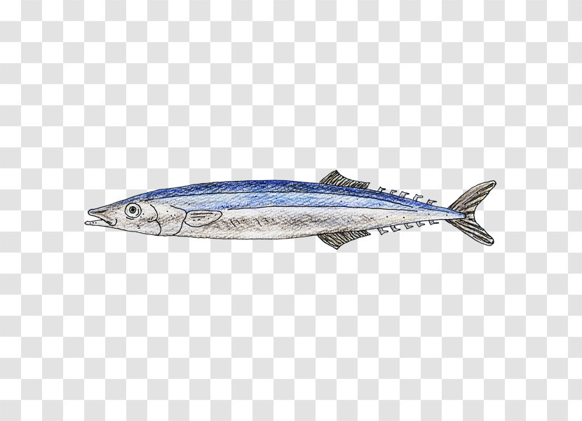 Sardine Pacific Saury Mackerel Oily Fish Sauries Transparent PNG