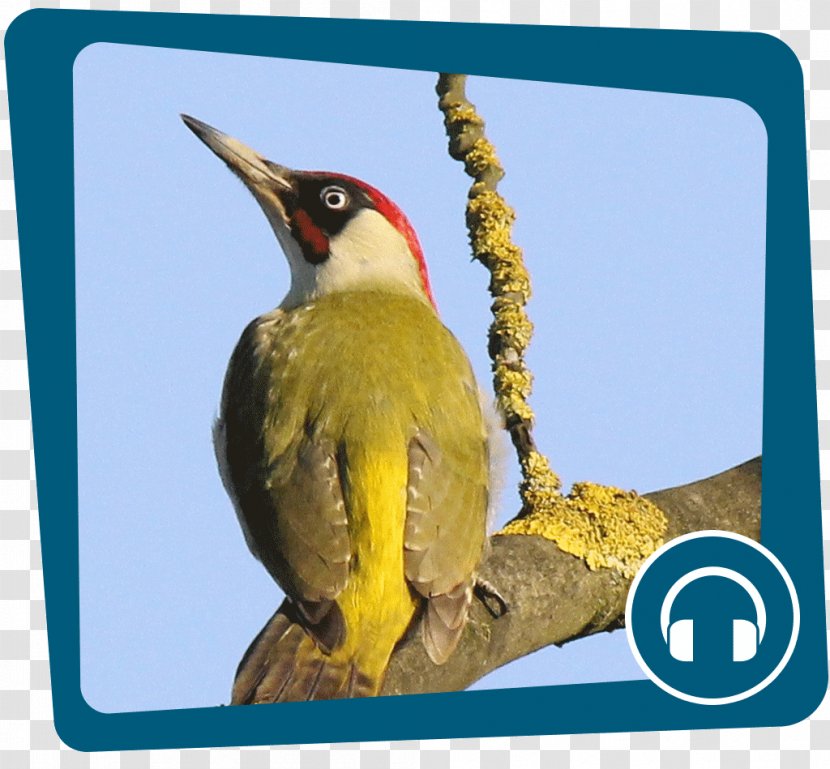 European Green Woodpecker Internet Podcast Great Spotted - Musical Tone - Gesang Transparent PNG