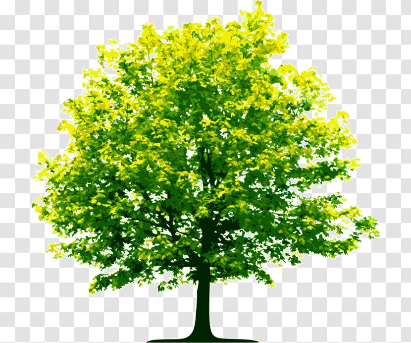 Tree Business Organization - Leaf Transparent PNG