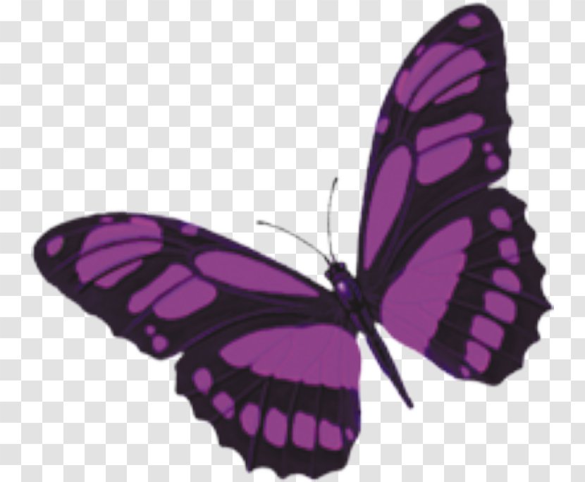 Monarch Butterfly Purple - Brush Footed Transparent PNG