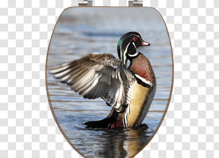 Mallard Wood Duck Stock Photography Waterfowl Hunting Transparent PNG