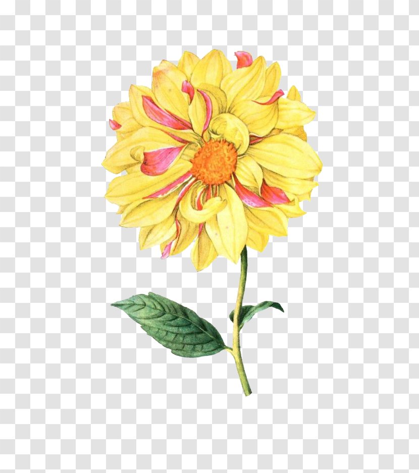 Flower Botanical Illustration Botany - Chrysanthemum Transparent PNG