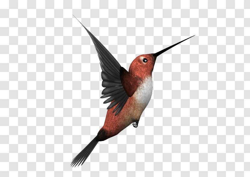 Hummingbird Image Kingfisher - Bird Transparent PNG