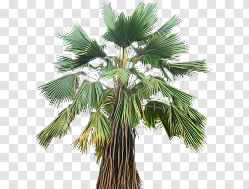 Palm Oil Tree - Coconut - Trunk Terrestrial Plant Transparent PNG