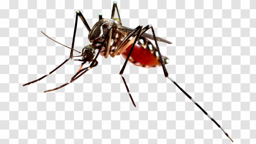 Dengue Fever Mosquito-borne Disease Vector Virus - Mosquito - West Nile Transparent PNG
