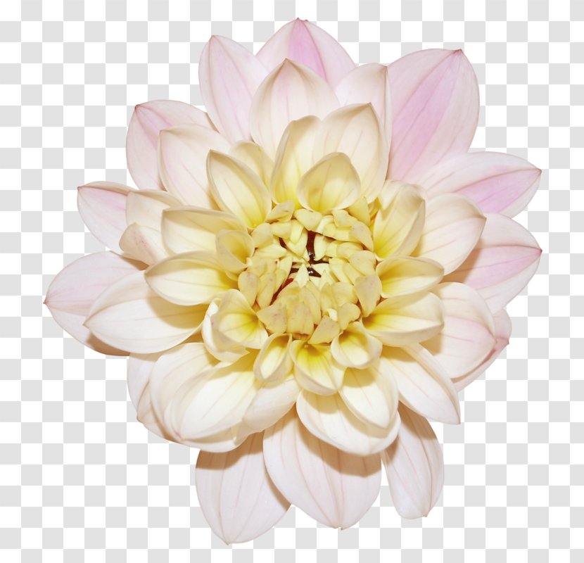 Dahlia Cut Flowers Clip Art - Floristry Transparent PNG