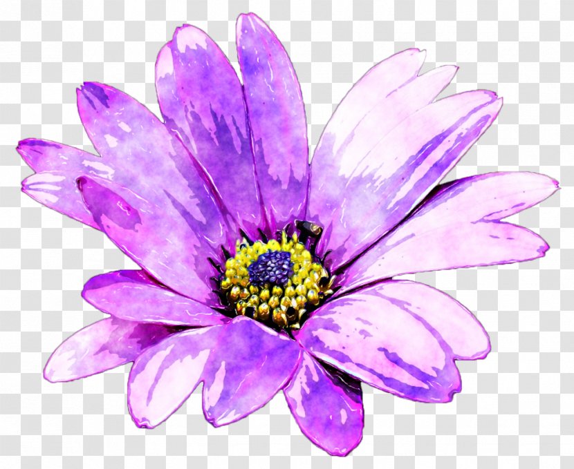 Flower Common Daisy Purple - Violet - Watercolour Floral Transparent PNG