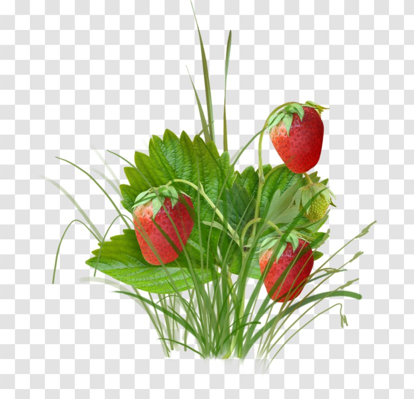 Strawberry Berries Fruit - Musk Transparent PNG