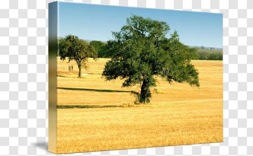 Ecoregion Gallery Wrap Prairie Texas Wood - Plain Transparent PNG