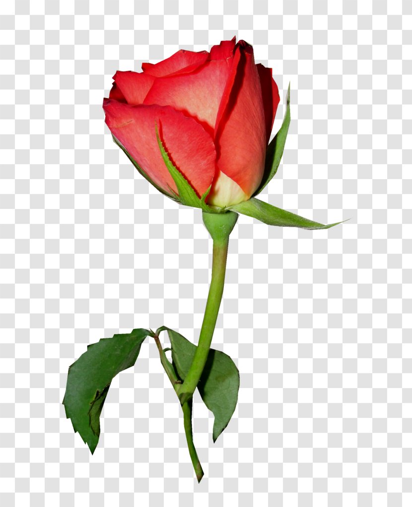 Garden Roses Rosa Chinensis Centifolia Floribunda Clip Art - Flower Transparent PNG