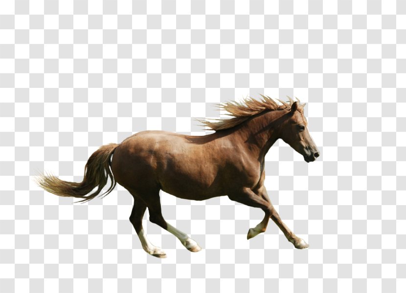 Clip Art Image Silhouette Horse - Vertebrate - Running Transparent PNG