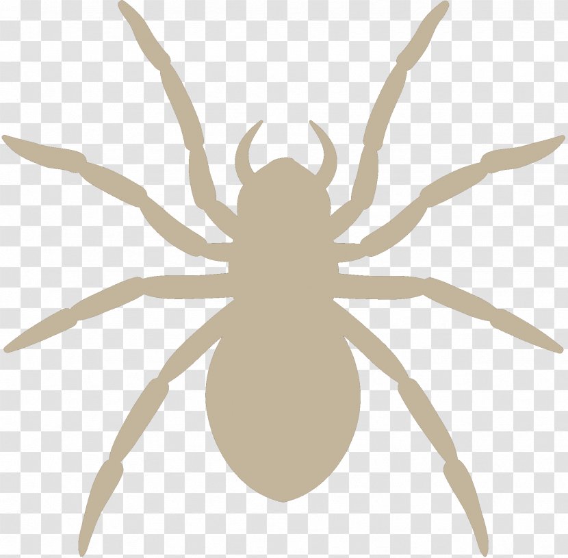 Wolf Spider Silhouette Image Photography - Arthropod - Insect Transparent PNG