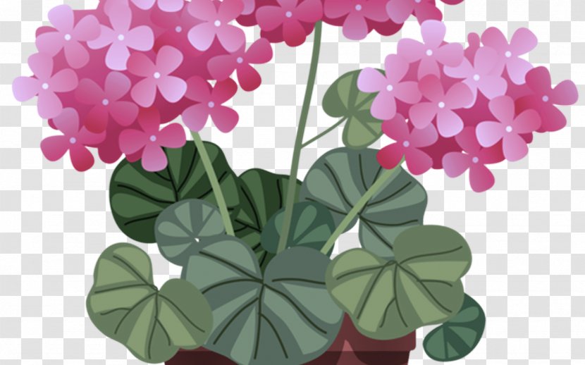 Flower Plant Petal Pink Leaf - Geranium Houseplant Transparent PNG