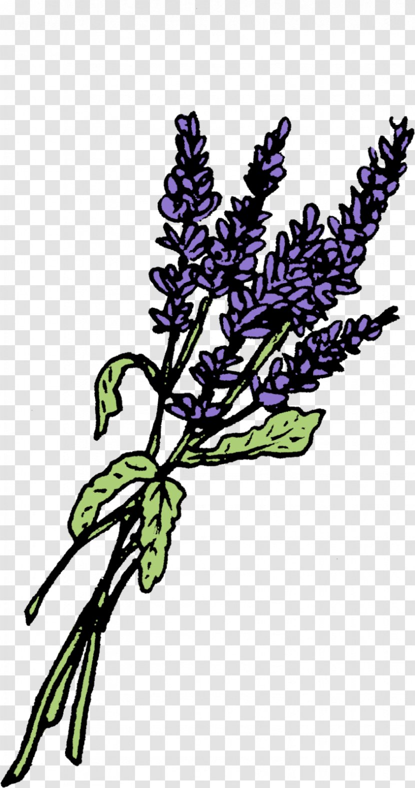 Lavender Graphics Leaf Twig Plant Stem - Tree - Potion Bottle Transparent PNG