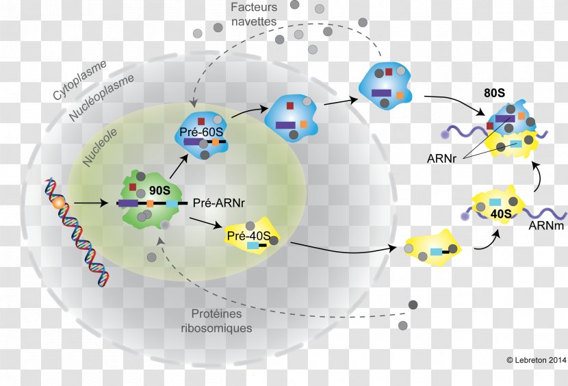 Ribosome Eukaryote 5S Ribosomal RNA Biogenesis - Rna Transparent PNG