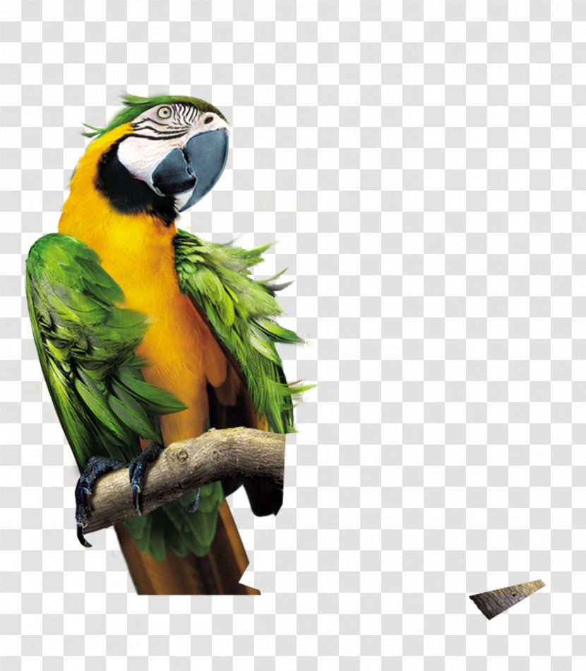 Parrot Lovebird Macaw - Parakeet Transparent PNG