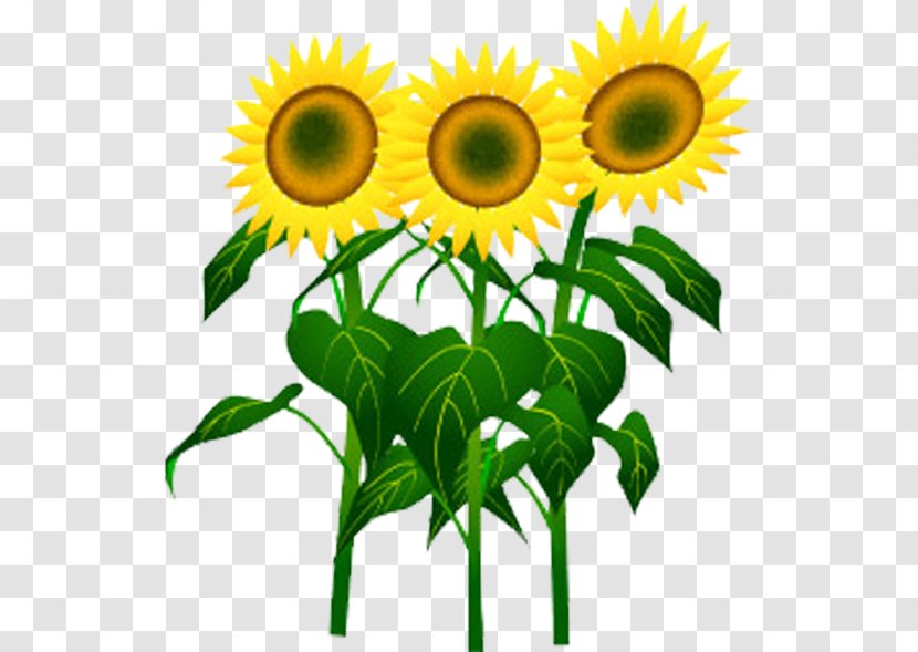 Common Sunflower Cartoon Seed - Flower Transparent PNG