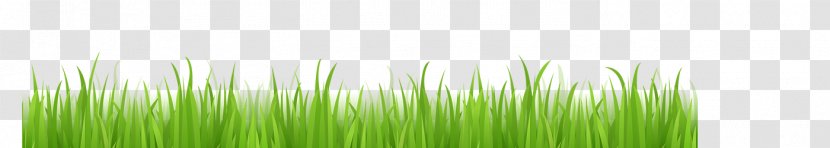 Wheatgrass Green Desktop Wallpaper Leaf Plant Stem - Closeup - Sense Of Technology Transparent PNG