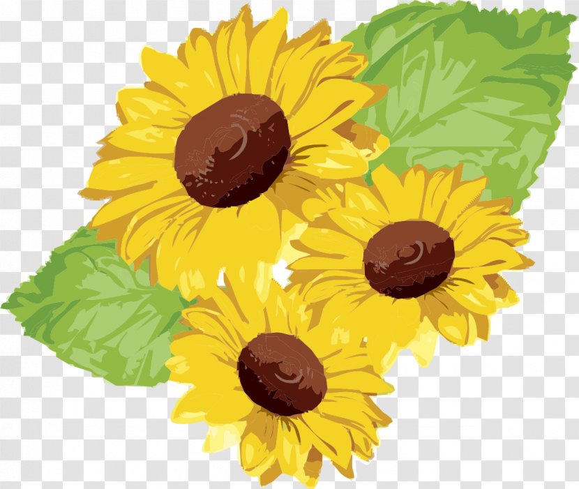 Common Sunflower Seed - Daisy Family - Leafs Transparent PNG