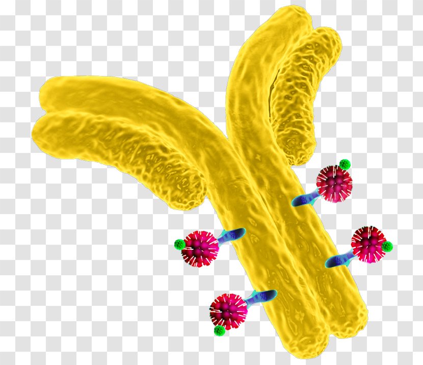 Cyano Biotech GmbH Biotechnology Petal Blue-green Bacteria - Plant - Antibodydrug Conjugate Transparent PNG