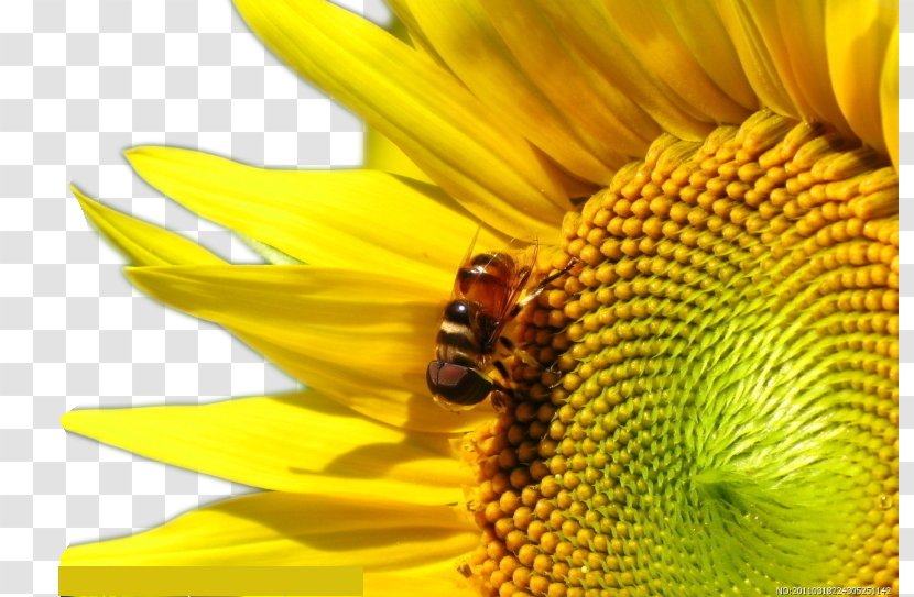 Apidae Apis Cerana Honey Nectar Beehive - Flowers Bees Image Transparent PNG