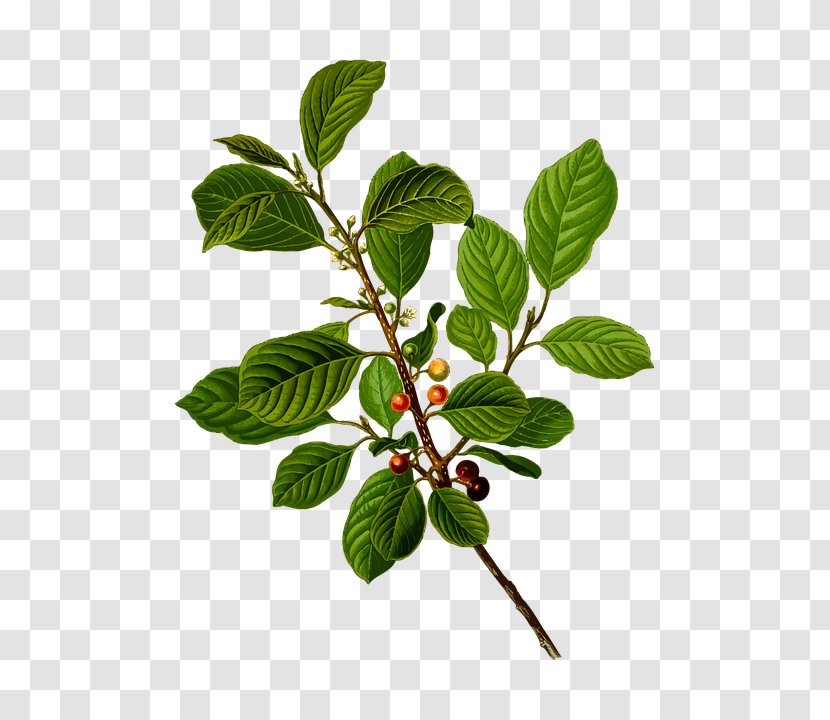 Alder Buckthorn Cascara Alnus Glutinosa Frangula Californica - Tree Transparent PNG