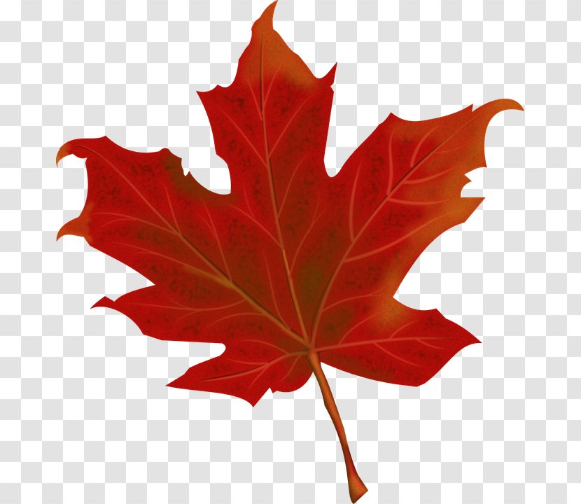 150th Anniversary Of Canada Maple Leaf Clip Art - Tree - Autumn Tourism Transparent PNG