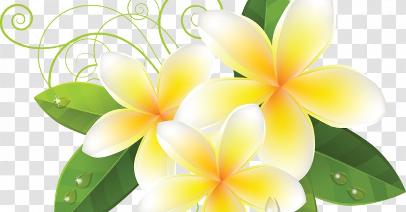 Petal Flower - Flora - Hoa Van Transparent PNG