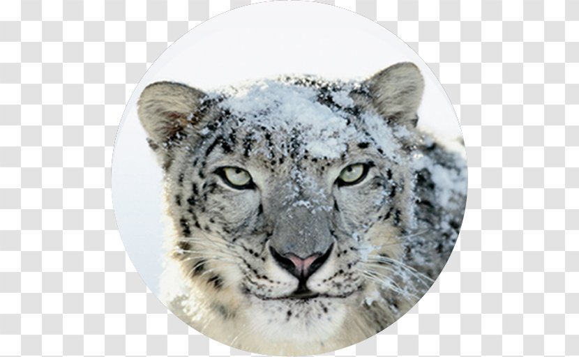 Mac Os X Snow Lion Free Download