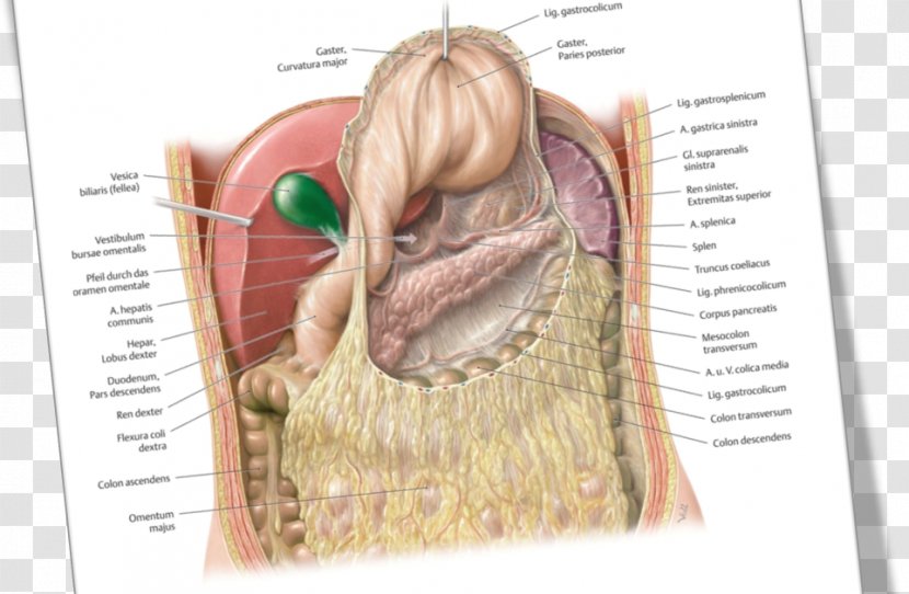 Peritoneum Greater Omentum Lesser Sac Peritoneal Cavity Anatomy - Flower - Venas Y Arterias Transparent PNG