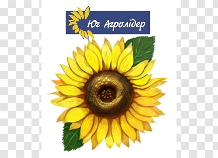 Common Sunflower Drawing Illustrator Sunflowers - Painting Transparent PNG