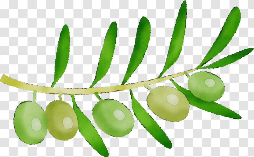 Plant Stem Natural Foods Superfood Fruit Plants Transparent PNG