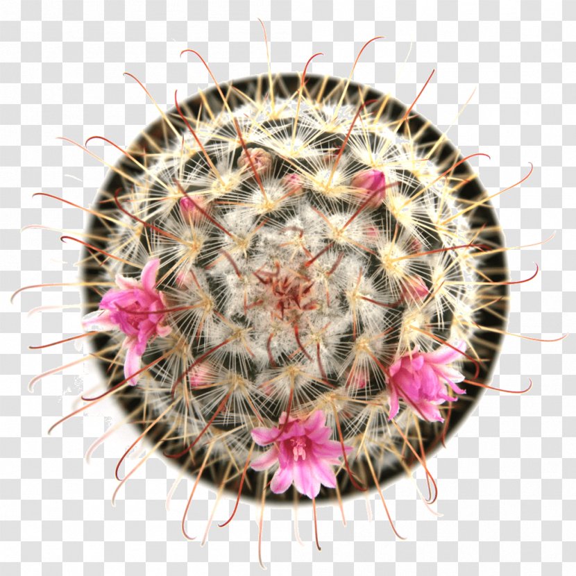 Mammillaria Bombycina Succulent Plant Thorns, Spines, And Prickles Elongata - Suculent Transparent PNG