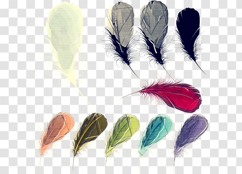 Feather - Quill - Natural Material Fashion Accessory Transparent PNG