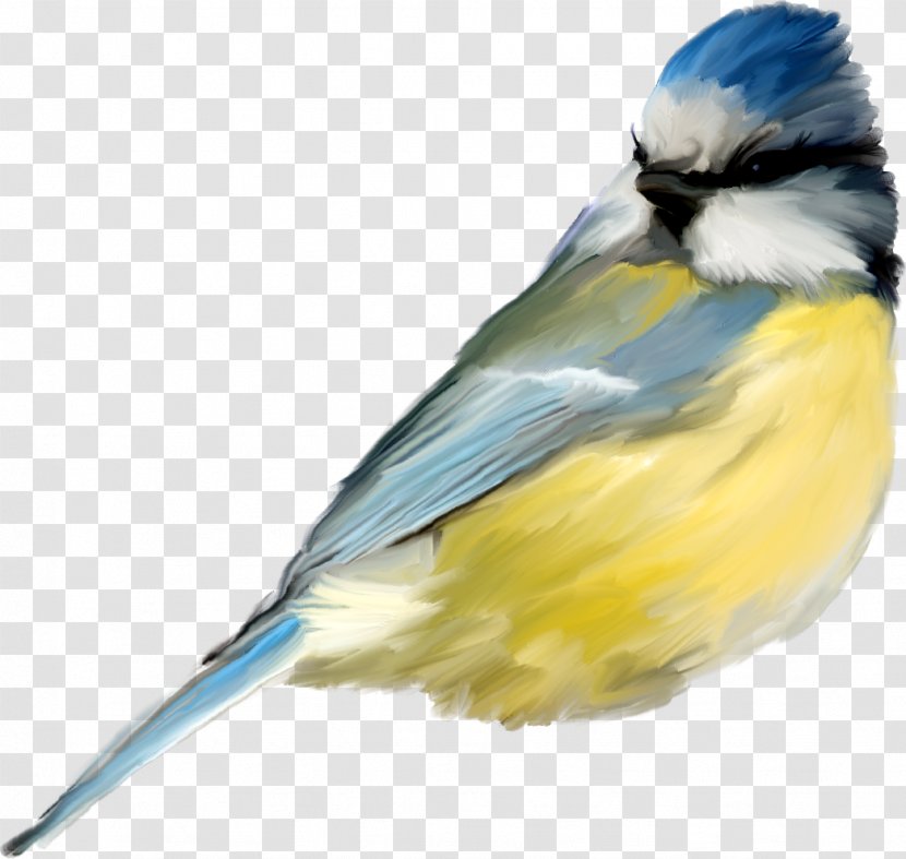 Bird Clip Art - Data Transparent PNG