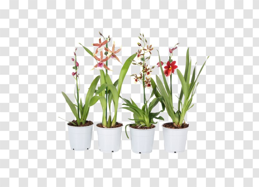 × Cambria Moth Orchid Zygopetalum Plants Flower Transparent PNG