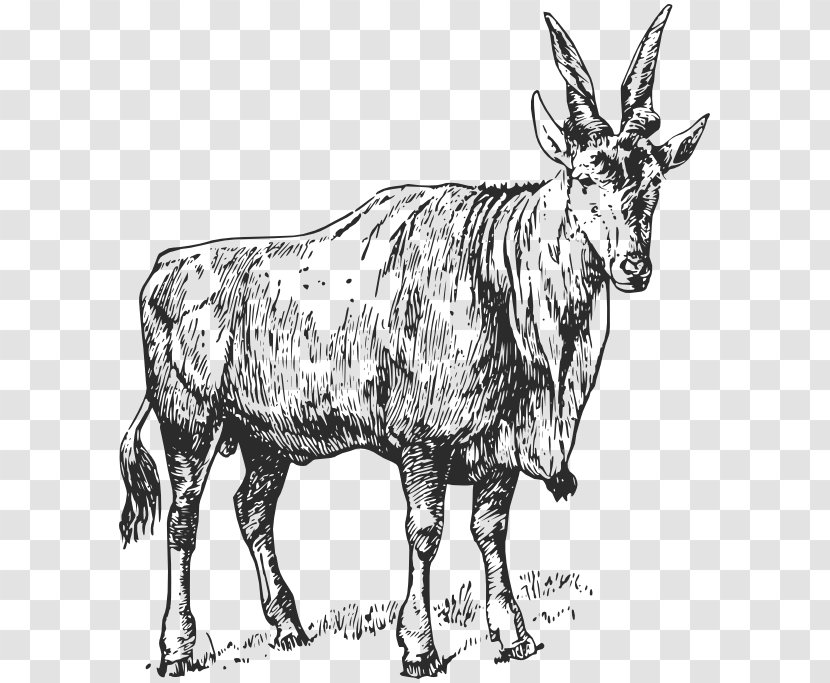 Goat Cattle - Horse Like Mammal - Oryx Transparent PNG