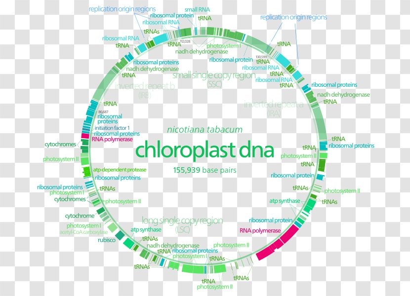 Plastome Chloroplast Non-coding DNA Cell - Transcription Factor Transparent PNG