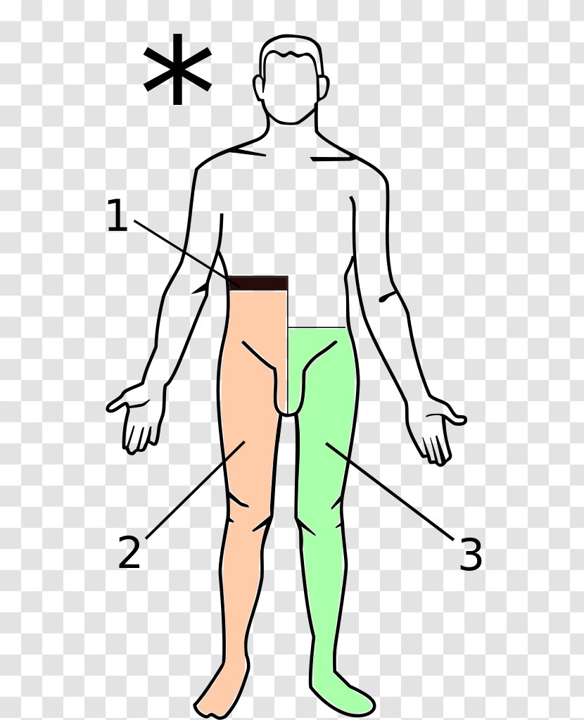 Brown-Séquard Syndrome Spinal Cord Posterior Medicine - Cartoon - Watercolor Transparent PNG