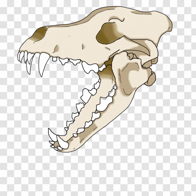 Gray Wolf Skull Drawing - Coywolf Transparent PNG