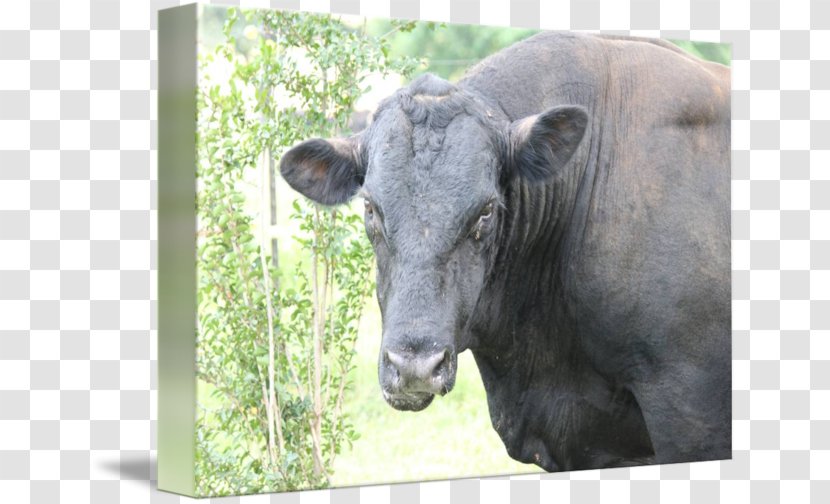 Cattle Wildlife Terrestrial Animal Snout - Livestock - Bull Face Transparent PNG