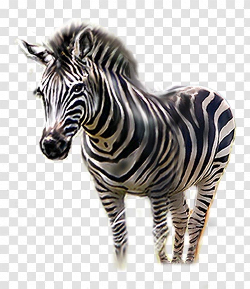 Zebra - Quagga - Mammal Transparent PNG
