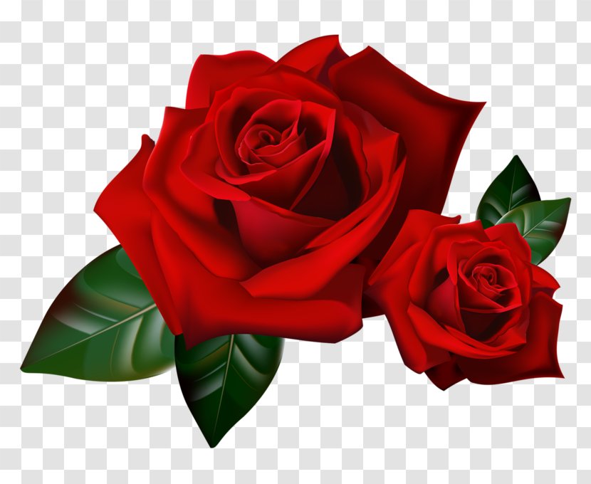 Rose Flower Floral Design Clip Art - Plant Transparent PNG