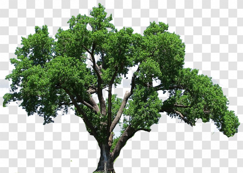 Image Editing - Character - Tree Transparent PNG