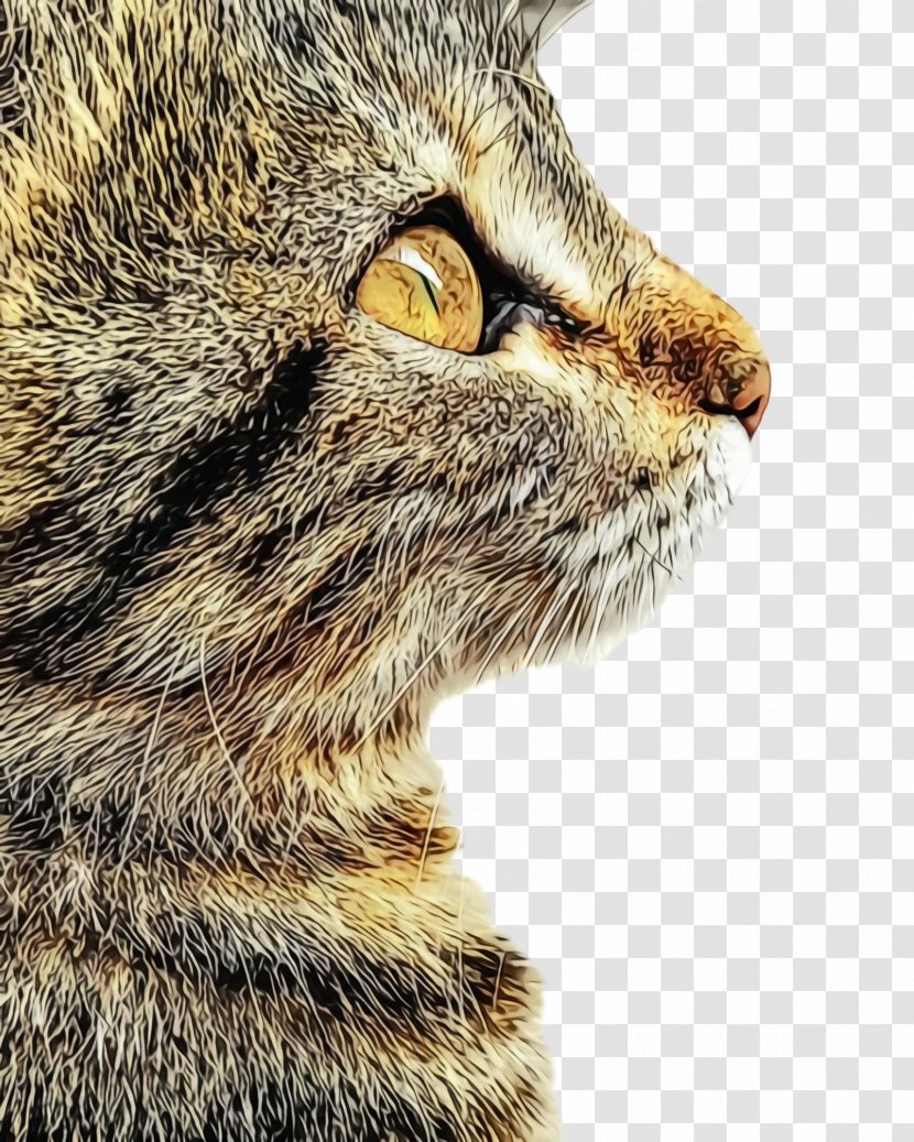 Cat Small To Medium-sized Cats Whiskers Tabby European Shorthair - Closeup Nose Transparent PNG
