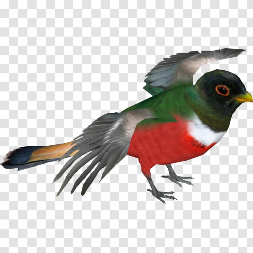 Elegant Trogon Bird Resplendent Quetzal Beak - Salvia Elegans Transparent PNG