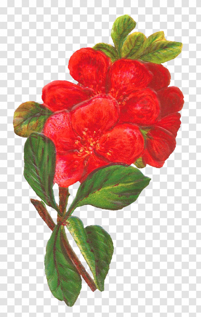 Flower Red Floral Design Clip Art - Botanical Transparent PNG