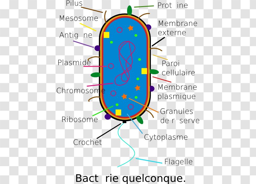 Bacterial Cell Structure Mug Microbiology Glass - Silhouette - Bacteria Transparent PNG